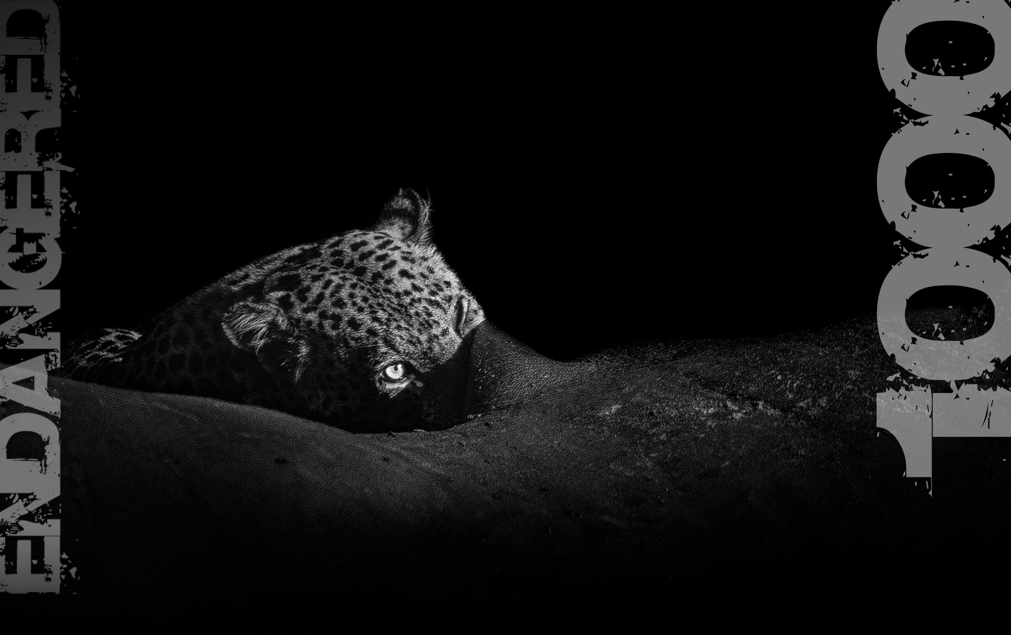 RHINO - ENDANGERED 100